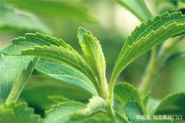 甜叶菊种植效益分析 一亩地的经济潜力与工业提取前景